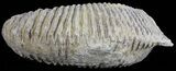 Cretaceous Fossil Oyster (Rastellum) - Madagascar #54468-1